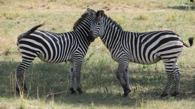 Kasedans till Zebraz