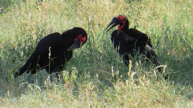 "Jag har träffat en annan..." "Kra säger du?! Är hon vackrare än jag?" "Självklart, vad trodde du?"