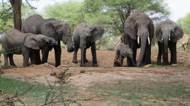 Finbesök vid lodgegränsen