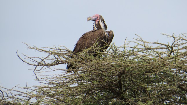 "Vad ska vi hitta på?"  "Vet int. Hitt på nåt!"