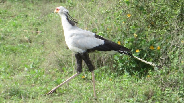 Sekreterarfågeln heter inte så för att den har pennor bakom öronen.