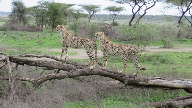 Are you cheetahing on me?