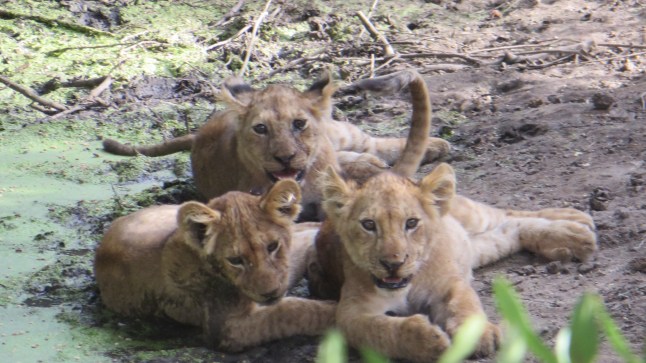 Hej, kom och lek med oss! Äh....vi menar GRRRR!