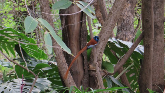 Afrikansk paradisfågel