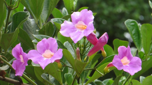 Även blommorna var naturligtvis vackra i Afrika!