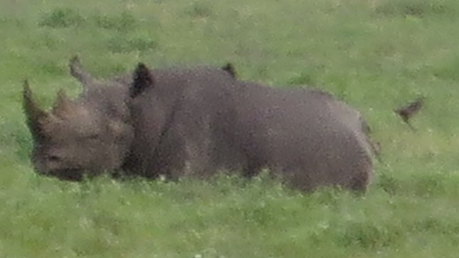 En liten detalj av en maximalt inzoomad bild!