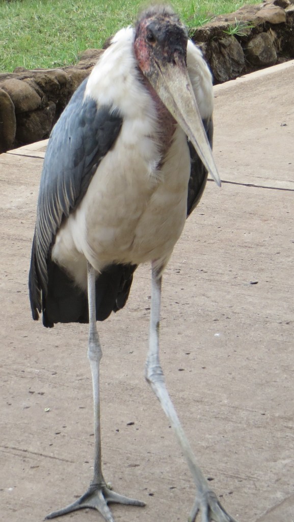 Kan jag ta väskorna? 